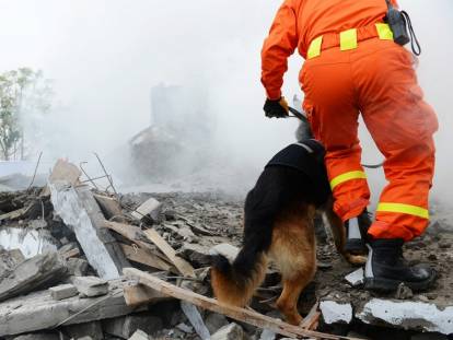 Chien secouriste : les chiens de recherche et de sauvetage