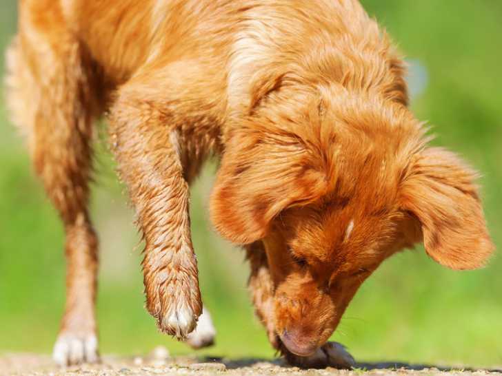 Le flair du chien comme outil de dépistage