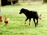 Ce Beauceron rentre toutes les poules