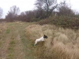 Première sortie de chasse pour un Springer Anglais