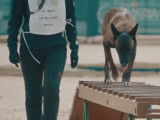 Le championnat du monde du chien de recherche et de sauvetage