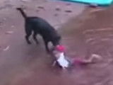 Un chien croie qu'un enfant se noie et le sauve