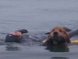 Démonstration de sauvetage en mer par un Terre Neuve et un Golden Retriever