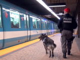 Des chiens de recherche d'explosifs et de drogue à Montréal