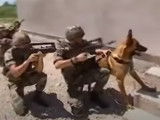 Les chiens de guerre de l'armée française : usages, formation…