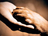 La cohabitation entre chiens et humains, cela s’apprend