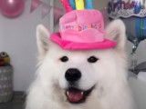 Des chiens fêtent leur anniversaire