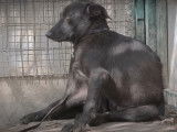 Les animaux domestiques victimes d'abandon
