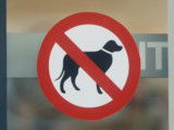 Un spot pour sensibiliser à l'importance des chiens guides d'aveugle