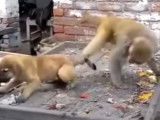 Un singe embête un jeune chien