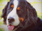 Les bienfaits d'un chien pour la santé mentale