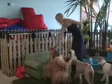 Un hôtel 5 étoiles pour chiens en Afrique du Sud