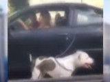 californienne-promene-chien-laisse-voiture