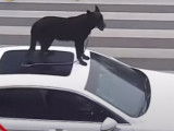 Un conducteur transporte son chien... sur le toit d'une voiture !