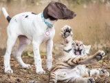 Amitié entre un chien et un petit tigre