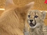 Un chien adopte un petit guépard
