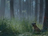 Un clip touchant de 30 Millions d'Amis contre l'abandon de chiens