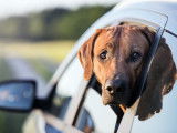 Un chien malade passe la tête par la voiture