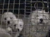 Les choquantes usines à chiots du Québec
