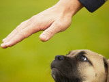 Un chien a-t-il besoin d’un maître dominateur ?