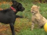 L'amitié improbable entre un chien et un guépard