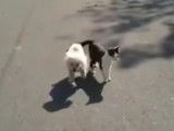 Un chat sert de guide à un chien aveugle pendant la promenade