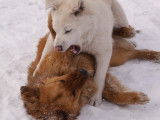 Deux gros chiens se battent dans la neige