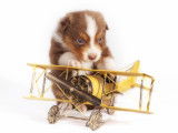 Voyager en avion avec son chien