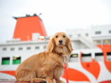 Chien assis sur le quai avec un ferry en arrière-plan