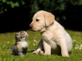 Nouvelle loi réglementant la vente des chiens et chats en France à partir du 1er janvier 2016