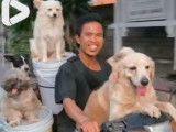 Six chiens sur un scooter, c'est possible : voici comment
