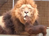 L'amitié incroyable entre un chien et un lion