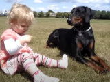 Un Dobermann veille attentivement sur une petite fille