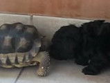 Rencontre attendrissante entre un chien et une tortue