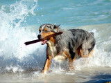 Les plages autorisées aux chiens en France