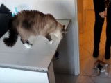 La première rencontre entre un chat et un chiot de 2 mois