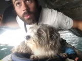 Un chien parcourt la Méditerranée en kayak
