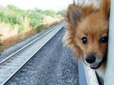 Un chien qui passe la tête par la fenêtre d'un train