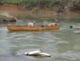 Un chien sauve deux congénères sur un canoë à la dérive