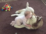 Un bébé et un chien Husky jouent tendrement