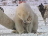 La surprenante amitié entre des chiens et des ours polaires