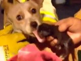 Un chien frôle la mort en protégeant des chatons lors d'un incendie
