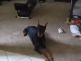 Un Doberman protège un bébé