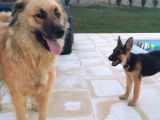 Chienne de la Serra da Estrela et chiot berger allemand jouant ensemble