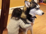 L'amour d'une petite fille pour un husky