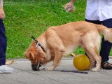 Un match de foot amusant entre un Golden Retriever et des enfants