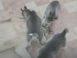Un papa Husky joue avec ses chiots