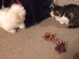 Moment de jeux entre un Coton de Tulear et un chat
