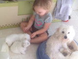 Anna et ses adorables chiot Coton de Tulear
