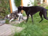 Un Whippet et un Greyhound jouent ensemble dans le jardin